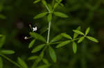 Bluntleaf bedstraw